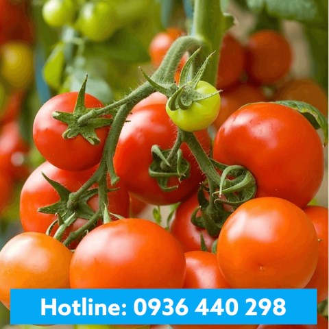 Hương cà chua – Tomato Flavor